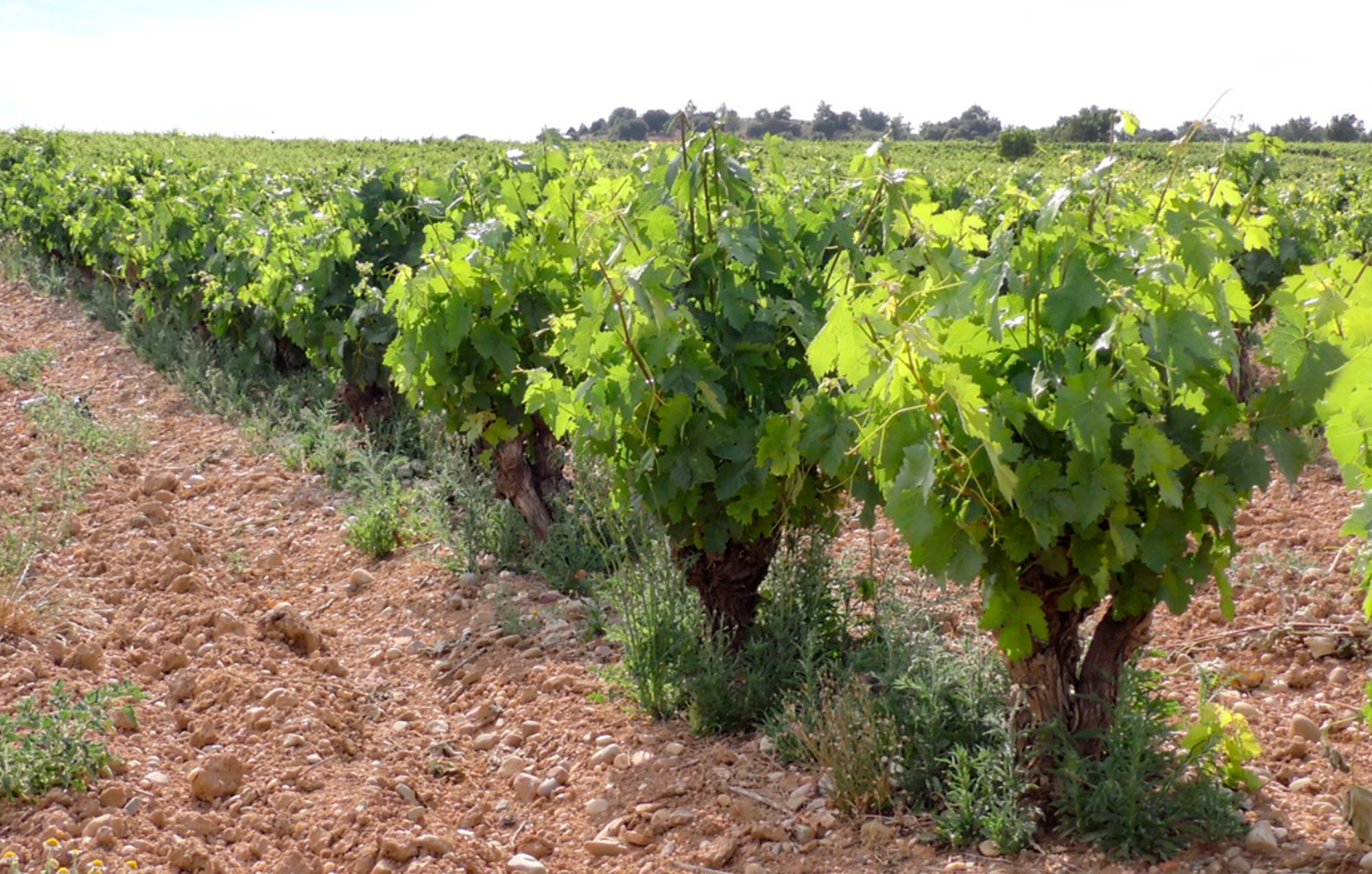 Vineyard-Management-at-the-Villálvaro-Pilot-Site-in-Soria